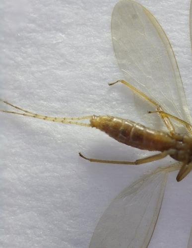 Siphonoperla sp.